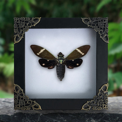 Real Black Cicada Framed Wall Art, Taxidermy Insect Specimen, Gothic Insect Decor, Oddities Display - Formotosena montivaga