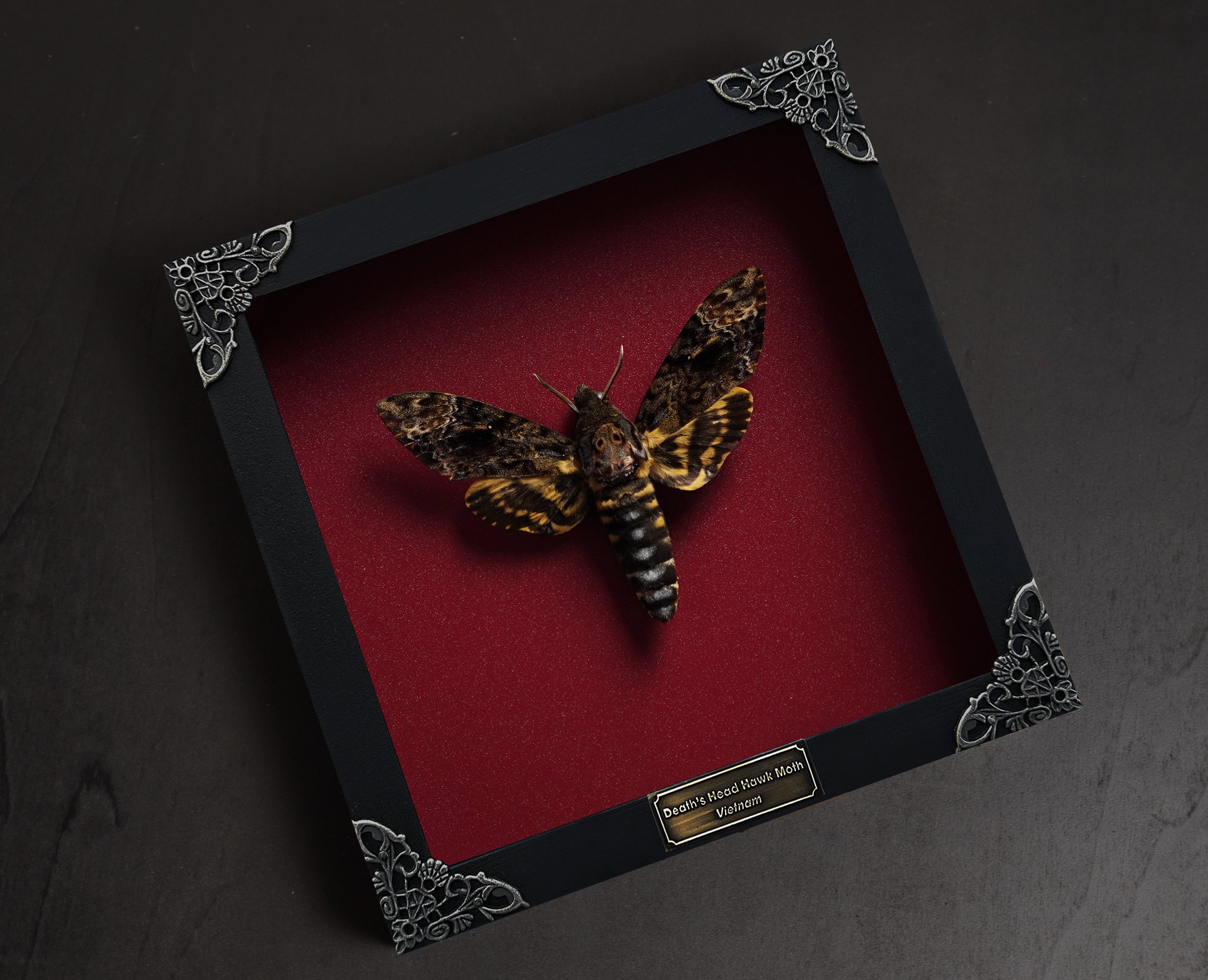 Gothic Decor Real Death Head Moth Acherontia Framed Skull Butterfly