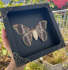 Real Atlas Moth Butterfly Wooden Framed Home Decor K16-42-DE