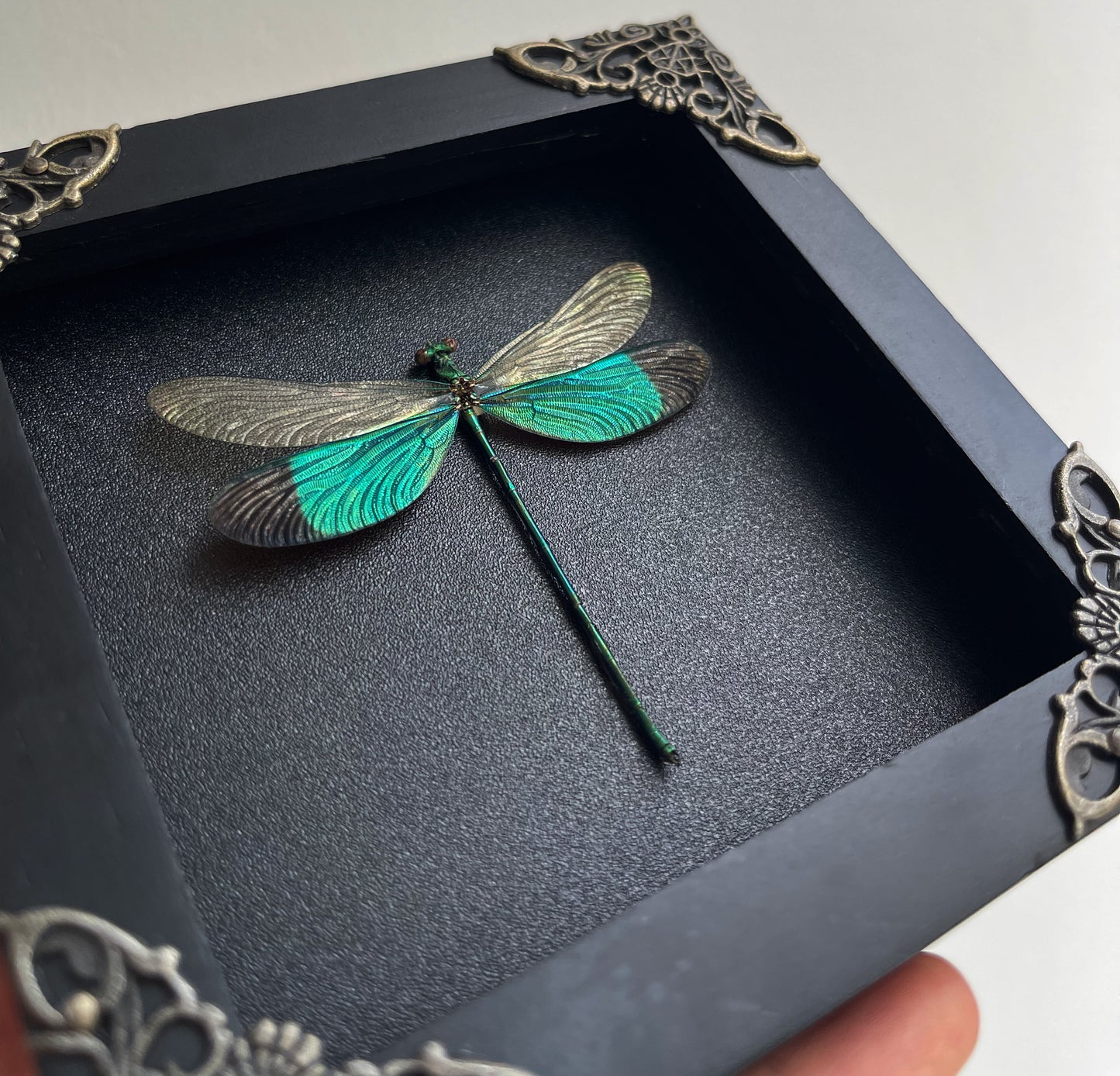 Real Green Damselfly Taxidermy Framed, Insect Bug Taxidermy, Curiosities Oddities Gothic Decor