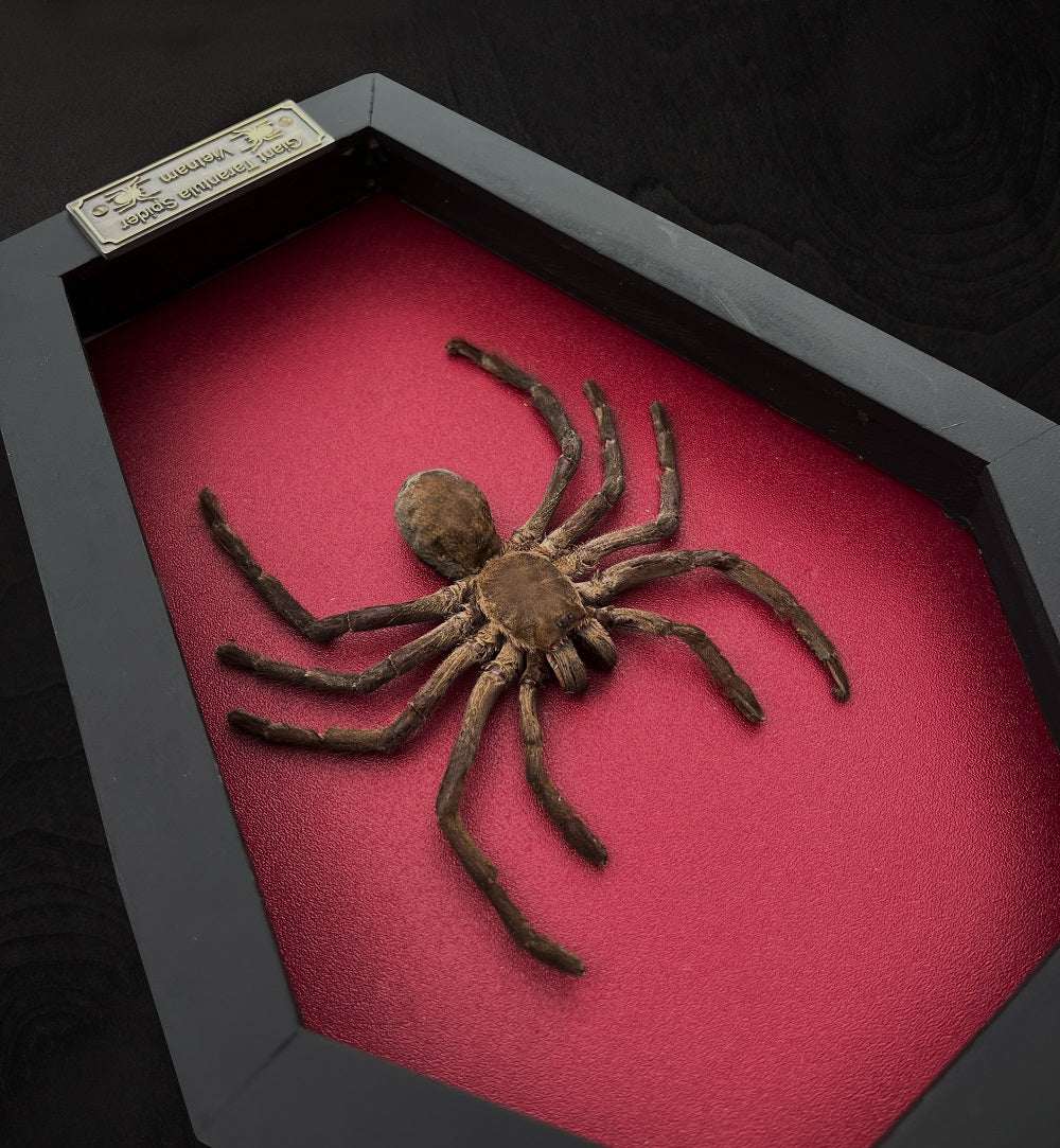 Gothic Halloween Decor, Tarantula Spider Bird Eating Coffin Shadow Box, Insect Frame, Oddities Curiosities Home Decor