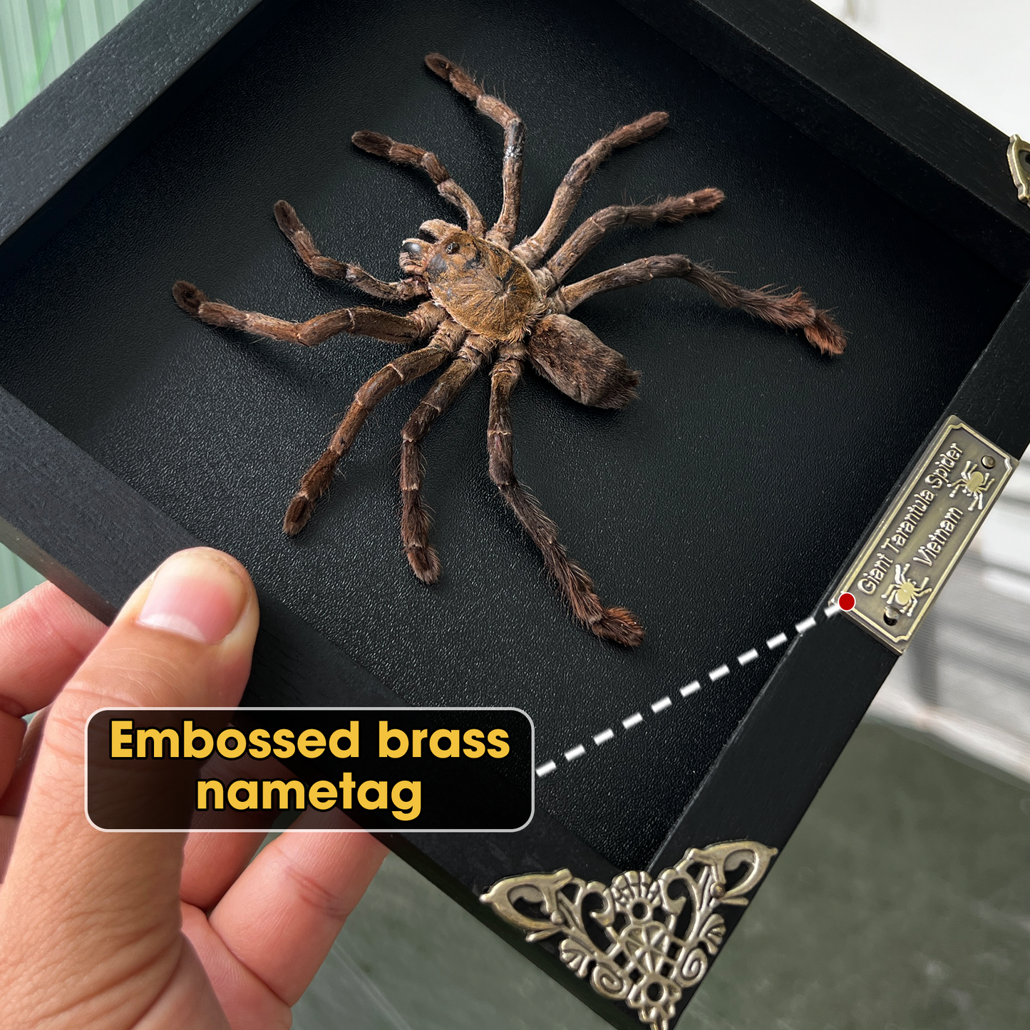 Real Giant Spider Frame Beetle Insect Gothic Decoration Artwork Home Decor