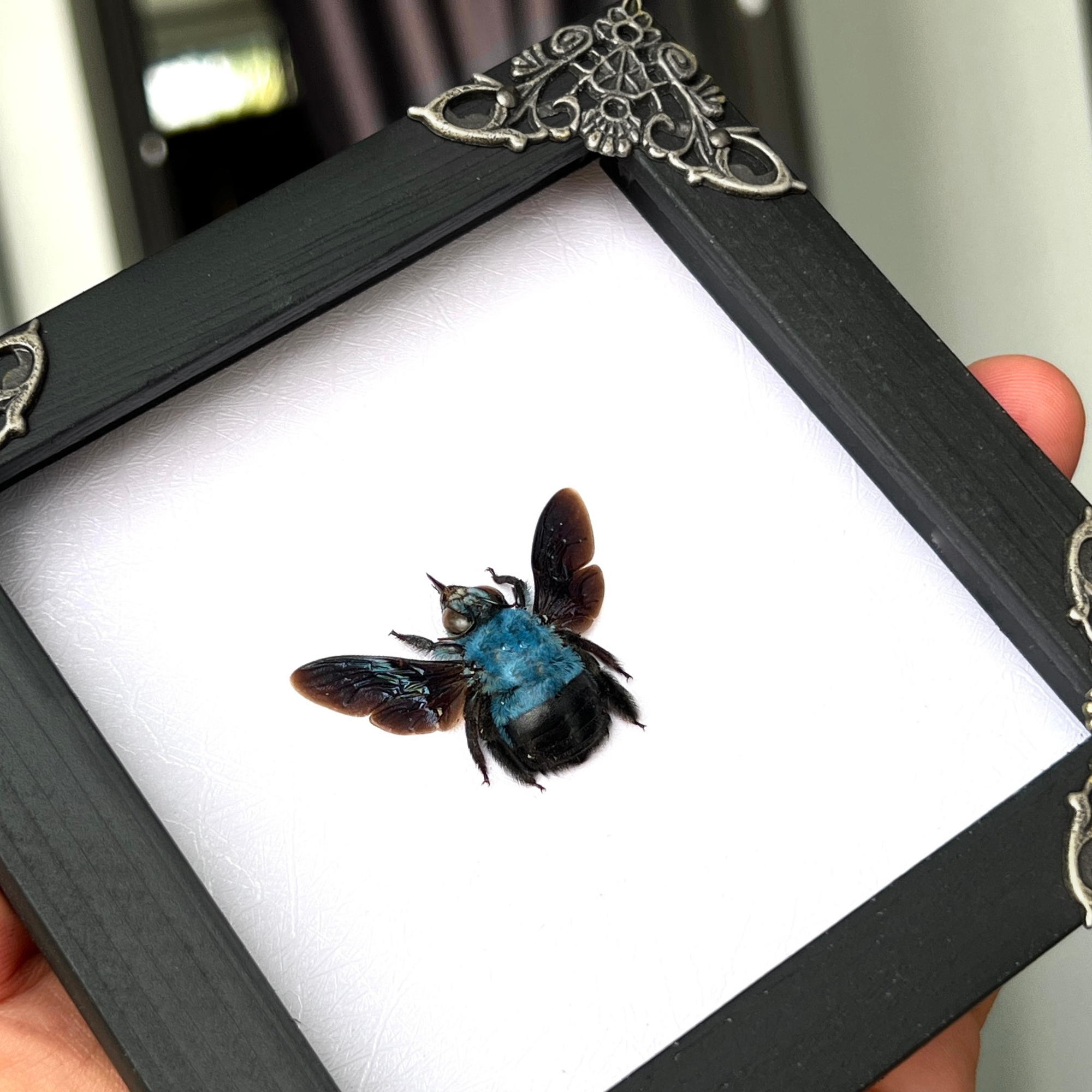 2 Real Blue Bee Green Mantis Frames Dead Insect Dried Bug Shadow Box Wood Oddity Framed Taxidermy Collectables Specimen Decoration Reading Tabletop Wall Art Home Decor Living Gallery