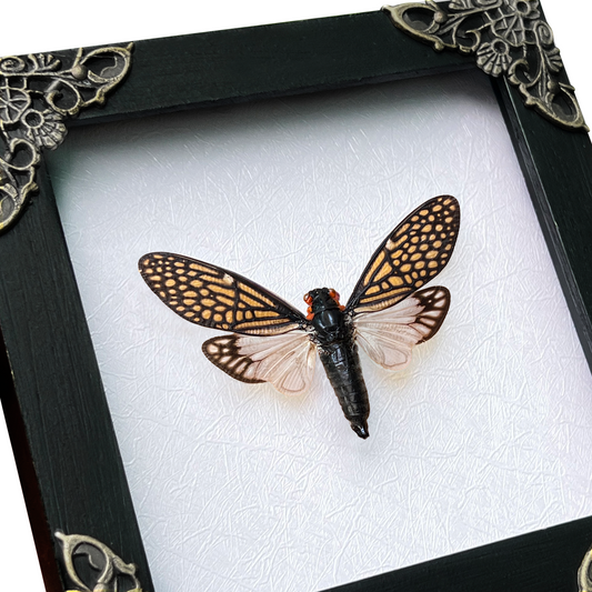 Real Framed Cicada Tailanga White Wooden Specimen Oddities K12-63-TR