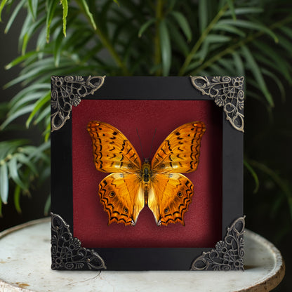 Real Orange Butterfly Black Frame Dead Insect Dried Bug Lover K12-31-DE