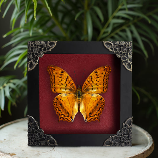 Real Orange Butterfly Black Frame Dead Insect Dried Bug Lover K12-31-DE