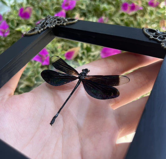 Real Clear Wings Dragonfly Damselflies Specimen Insect Dried Bug Dead Home Decor