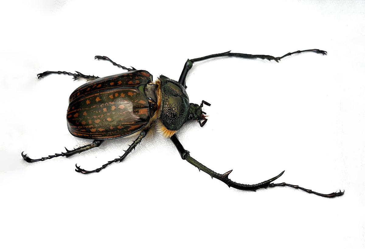 Real Long-armed Scarab Beetle Specimen, Insect Bug Taxidermy, Insect Entomology Display, Décor
