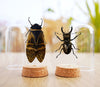 Taxidermy Cicada and Beetle Glass Dome Preserved Dried Insect Beetle Gothic Decor DOME5.10-50.57
