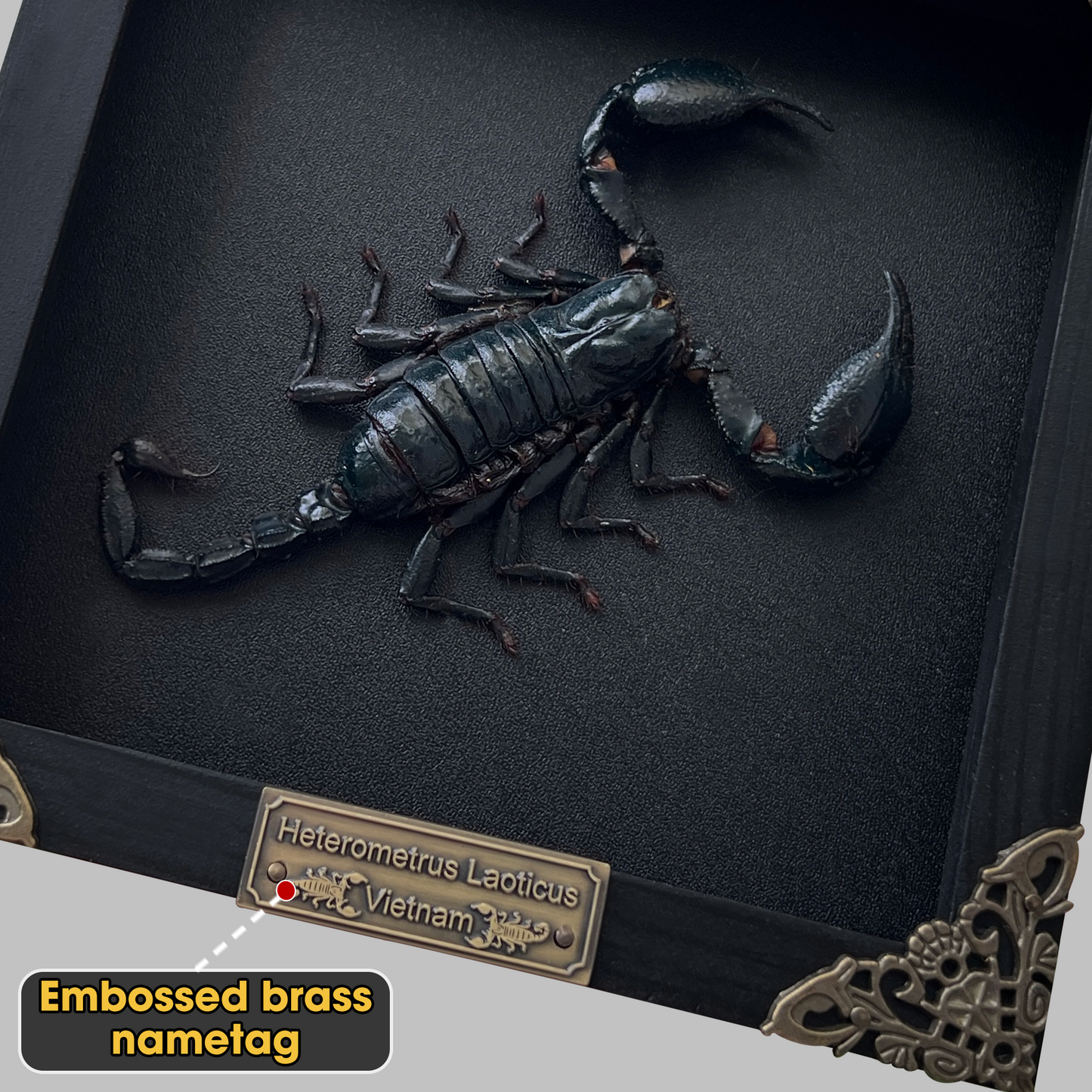 Scorpion Real Wooden Framed Dried Insect Bug K16-51-DE