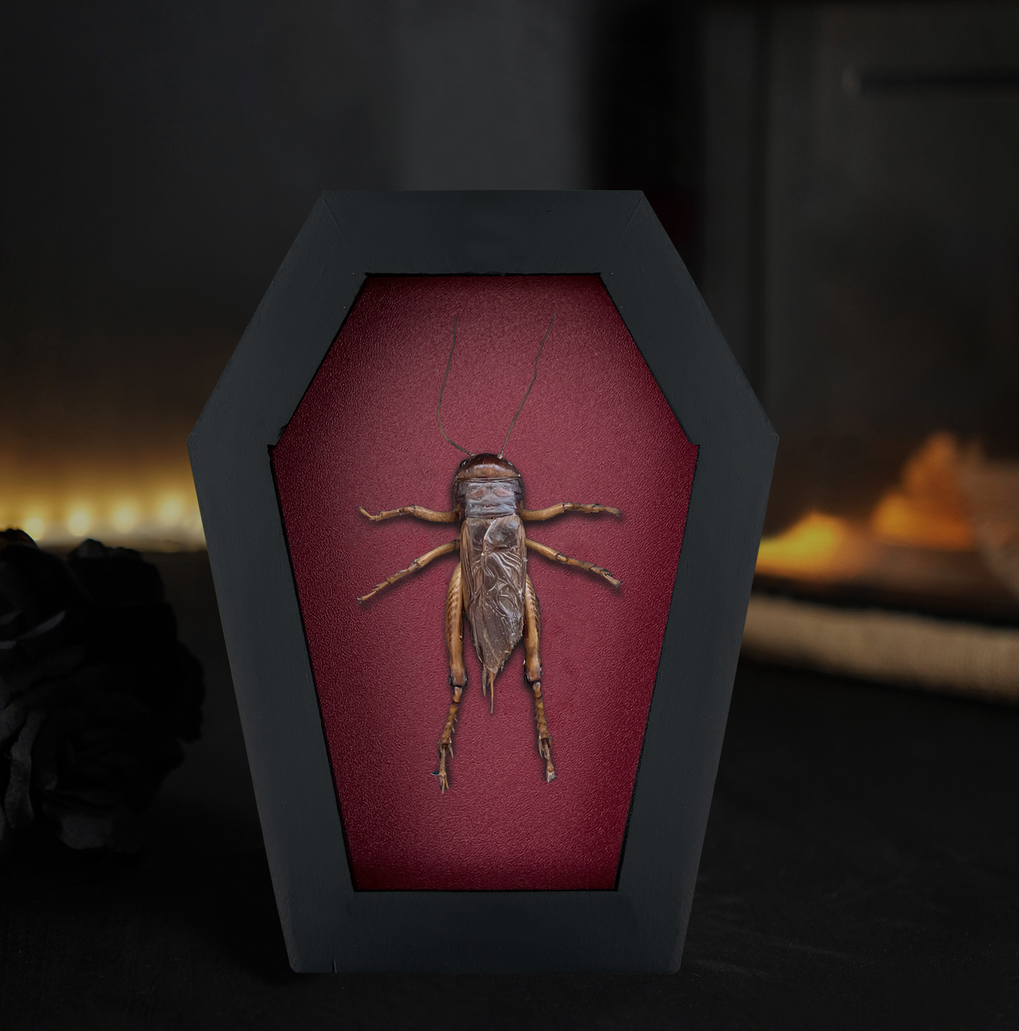 Real Giant Cricket Specimen Framed, Insect Bug Dragonfly Taxidermy Art, Gothic Coffin Decor, Oddities Collection CF12-89-DE