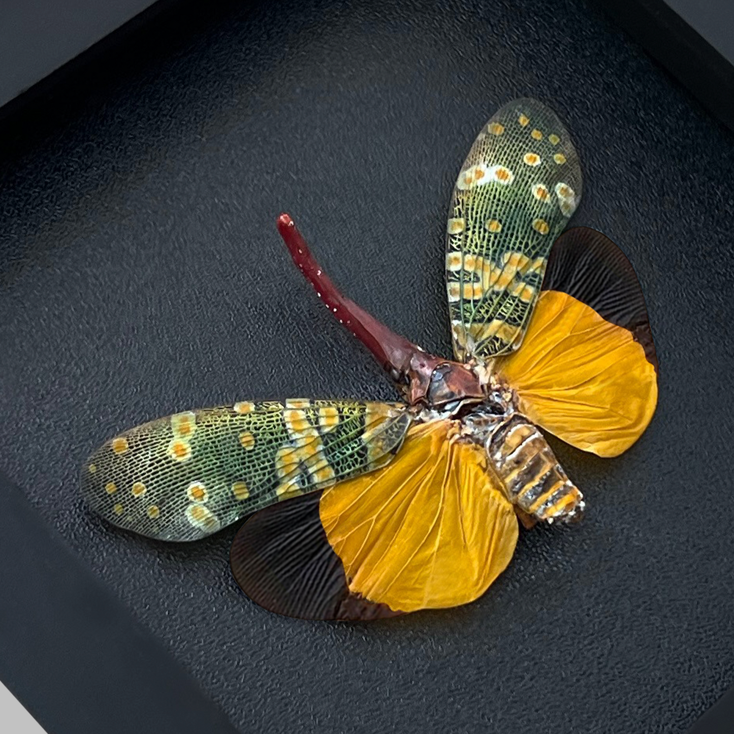 Real Framed Yellow Lanternfly Beetle White Wooden Specimen Oddities K12-55-DE