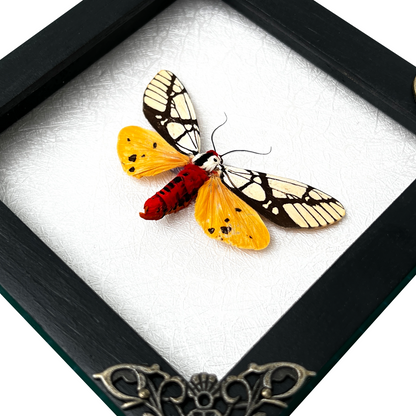 Real Moth Open Wings Gothic Decor Insect Shadow Box Entomology Gift K12-14-TR