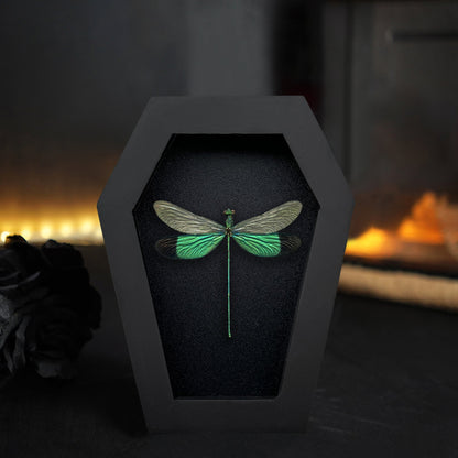 Real Green Damselfly Specimen Framed, Insect Bug Dragonfly Taxidermy Art, Gothic Coffin Decor, Oddities Collection