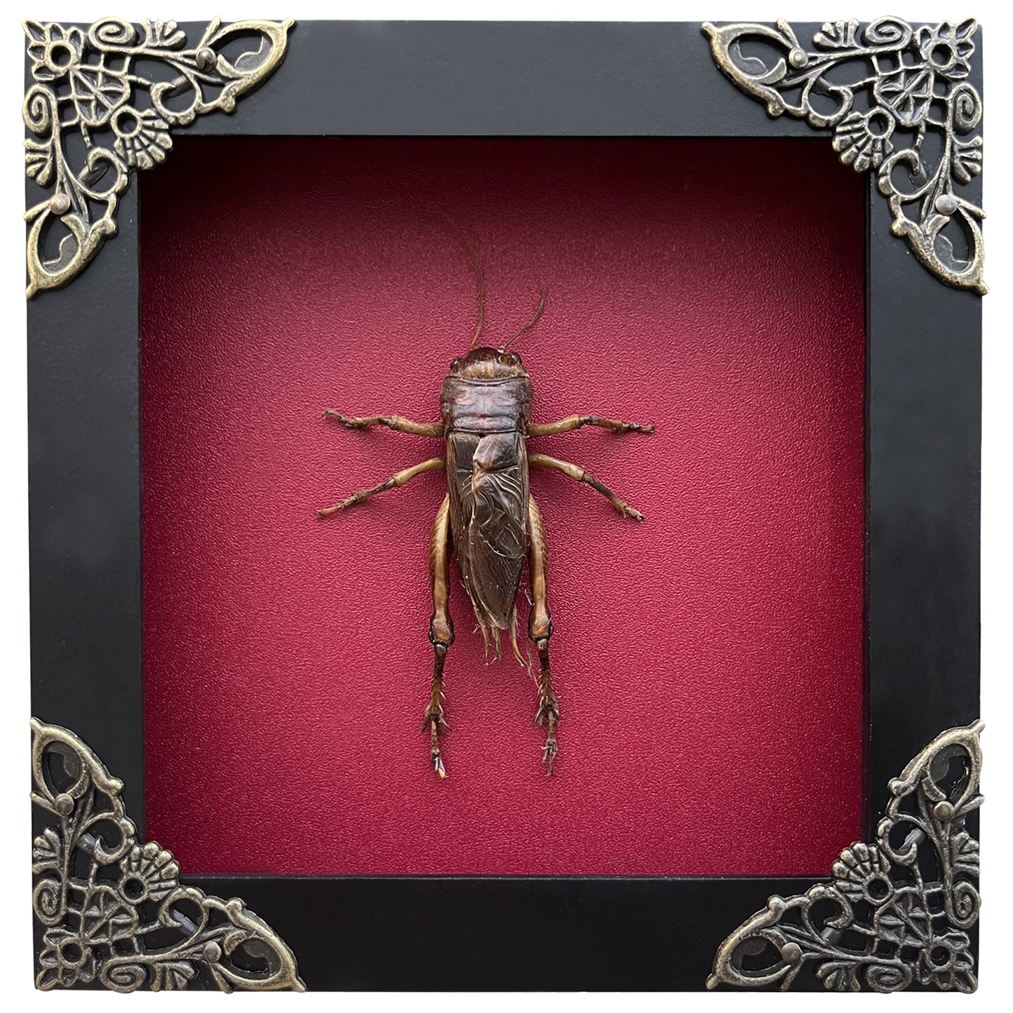 Real Framed Giant Cricket Bug Taxidermy Black Frame Dead Insect Dried Bug K12-89-TR