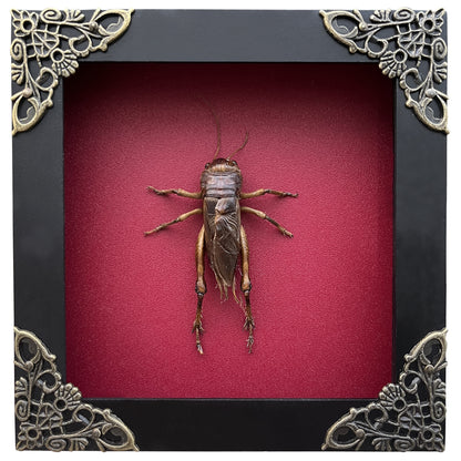 Real Framed Giant Cricket Bug Taxidermy Black Frame Dead Insect Dried Bug K12-89-TR