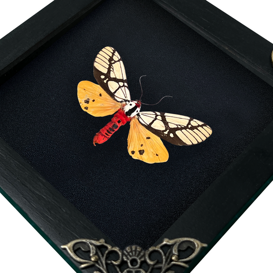 Real Moth Open Wings Gothic Decor Insect Shadow Box Entomology Gift K12-14-TR