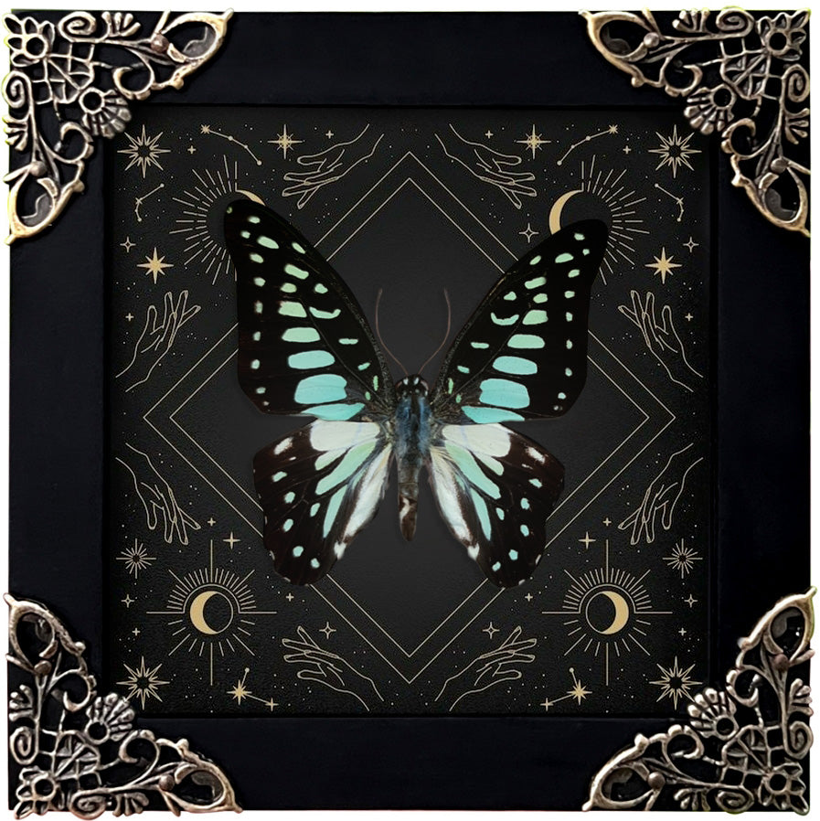 Butterfly Taxidermy Astronomy Special Floral Framed Customized K12-11-AS1