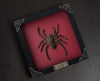 Real Giant Spider White Frame Beetle Insect Gothic Decoration Artwork Home Decor K18-56-TR