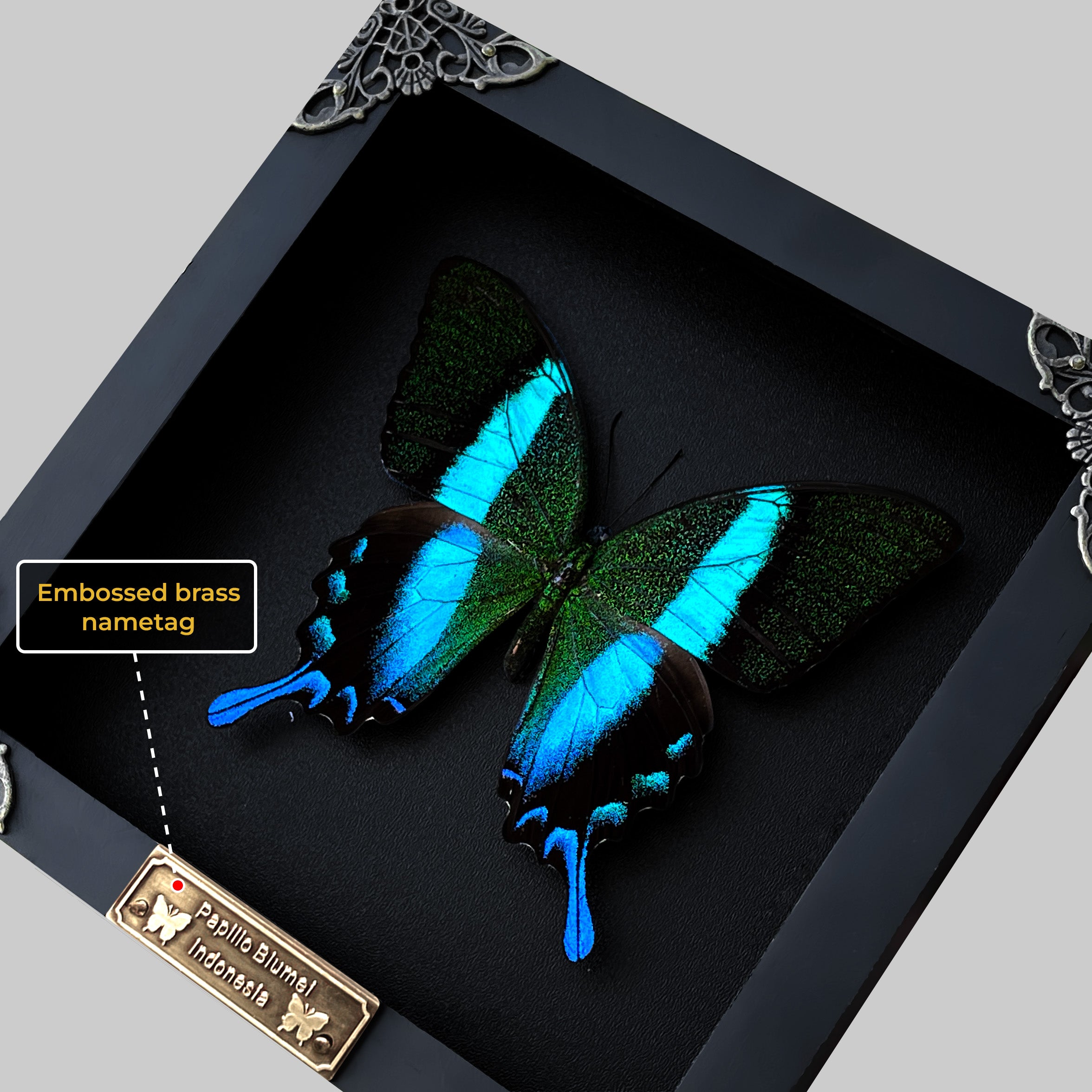 Real Framed Peacock Butterfly Moth Dead Insect Dried Black Shadow Box Black Frame Taxidermy K16-23-DE