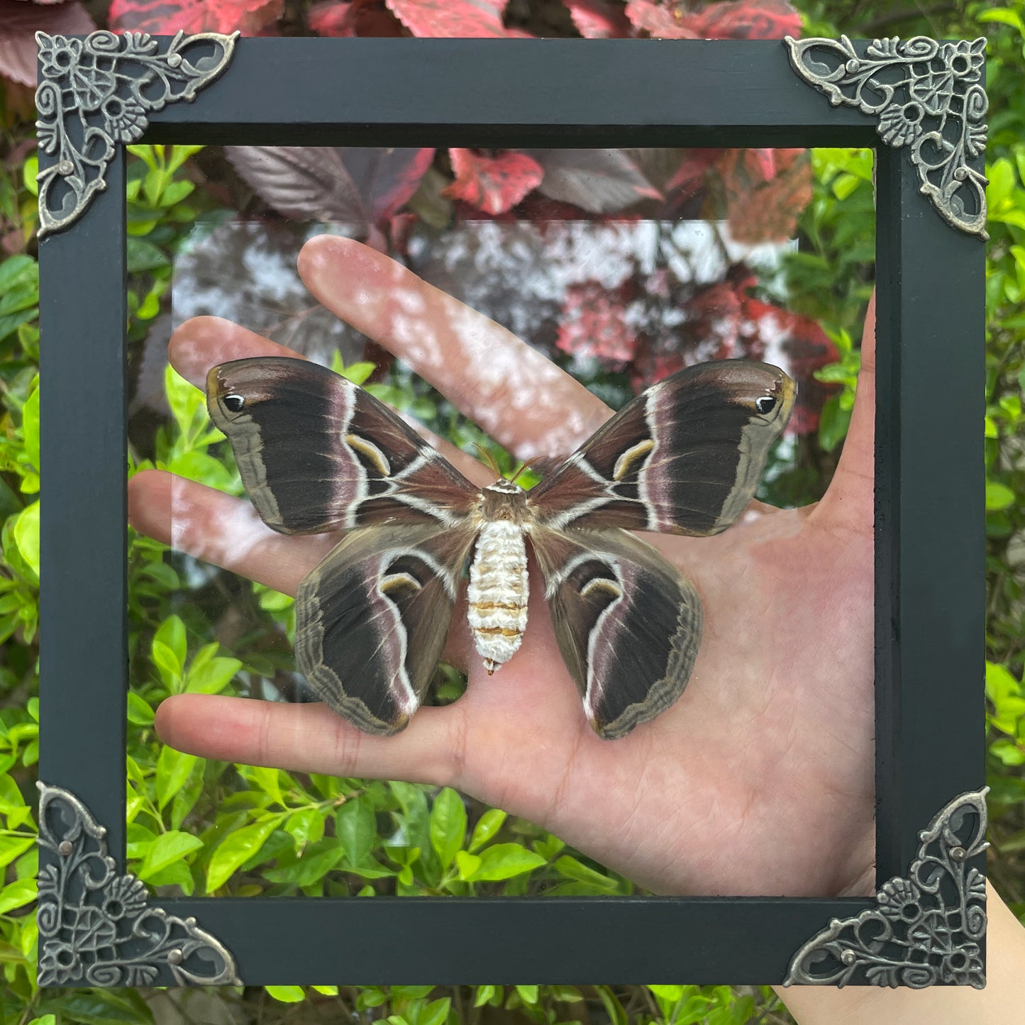 Real Eri Silk Moth Taxidermy Framed, Real Insect Shadow Box, Gothic Art Wall Decor, Gift for Her