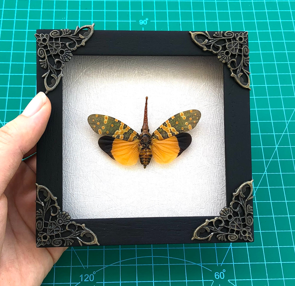 Real Framed Yellow Lanternfly Beetle White Wooden Specimen Oddities K12-55-DE
