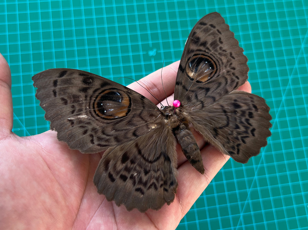 Real Butterfly Taxidermy, Dried Specimen Spread Wings, Real Insect Entomology Display