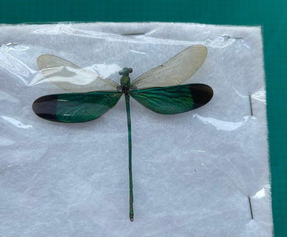 Real Green Damselfly Specimen, Pinned Dried Insect Taxidermy, Entomology Specimen, Bug Art Collection
