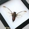 Real Framed Cicadas Shadow Box White Frame Home Decor K12-78-TR