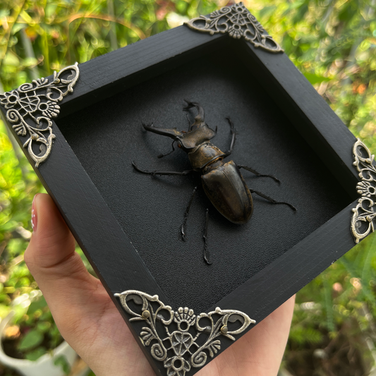 Real Framed Lucanas Beetle Bee Black Shadow Box Specimen Oddities K12-57-DE
