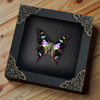 Entomology Lover Art Gallery Collection Real Butterfly Framed Wall Hanging Decor Mom Gift