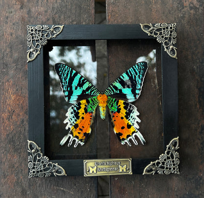 Real Sunset Moth Butterfly Framed Handmade Shadow Box K14-29-NEM