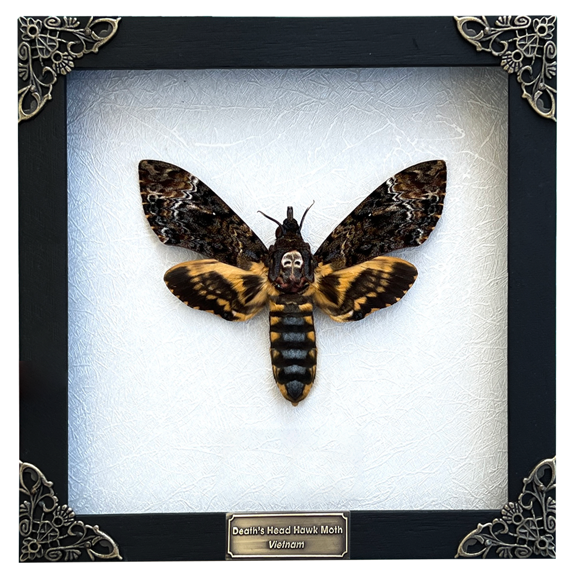 Real Death Head Moth Acherontia Entomology Taxidermy Specimen Gothic Wall Decor Framed K18-01-TR