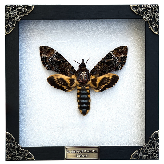 Real Death Head Moth Acherontia Entomology Specimen Gothic Wall Decor Framed K18-01-TR