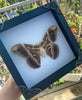 Real Atlas Moth Butterfly Wooden Framed Home Decor Taxidermy Insect Collections Gift For Entomology Lover K16-42-TR