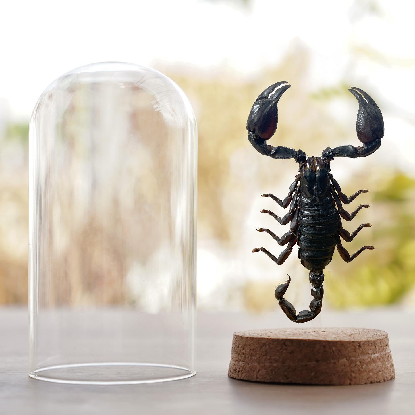 Scorpion Glass Dome Preserved Dried Insect Beetle Gothic Decor DOME8.16-51