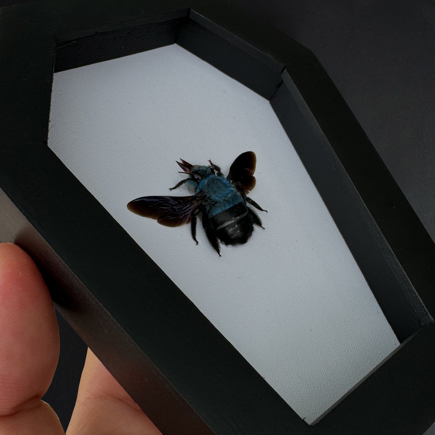 Real Blue Carpenter Bee in Coffin Framed, Gothic Home Decor, Dried Insect Bug Taxidermy Display