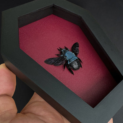 Real Blue Carpenter Bee in Coffin Framed, Gothic Home Decor, Dried Insect Bug Taxidermy Display