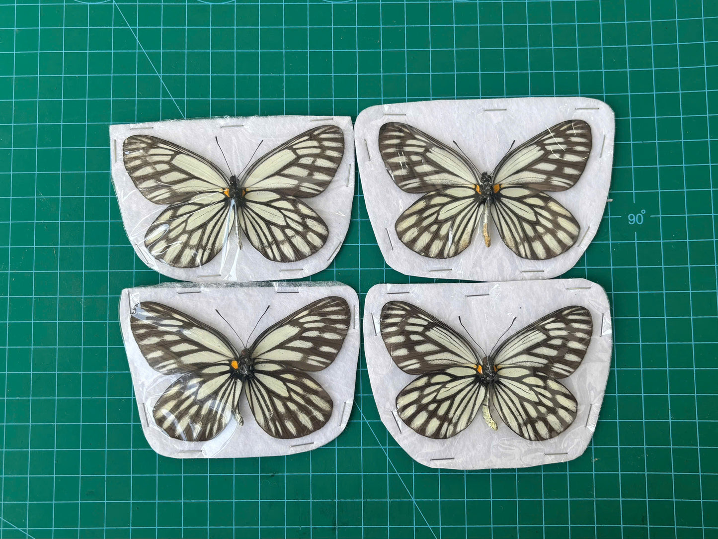 Real Butterfly Dried Specimen Spread Wings White Brown Insect Display