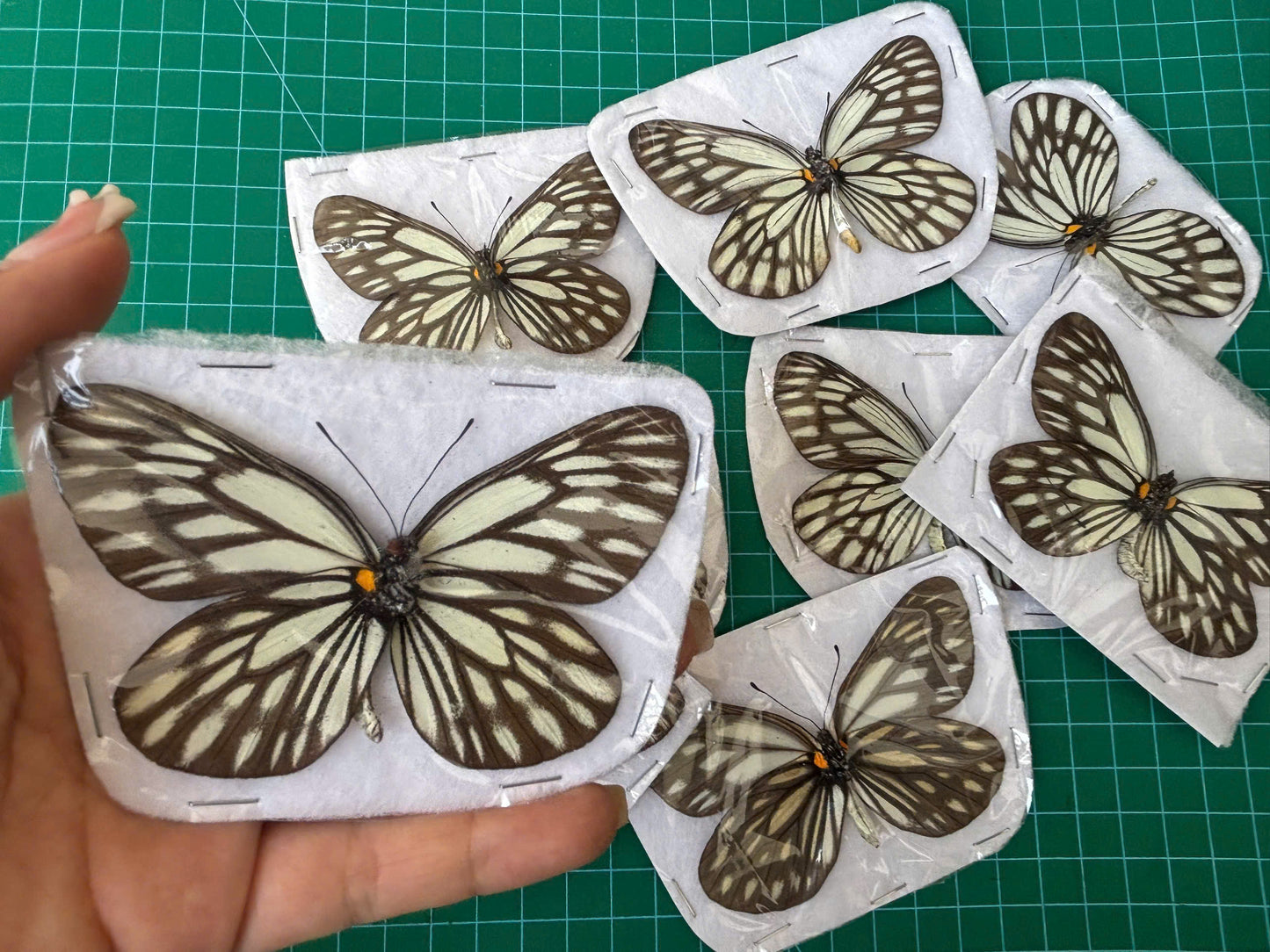 Real Butterfly Dried Specimen Spread Wings White Brown Insect Display