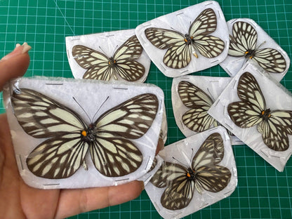 Real Butterfly Dried Specimen Spread Wings White Brown Insect Display