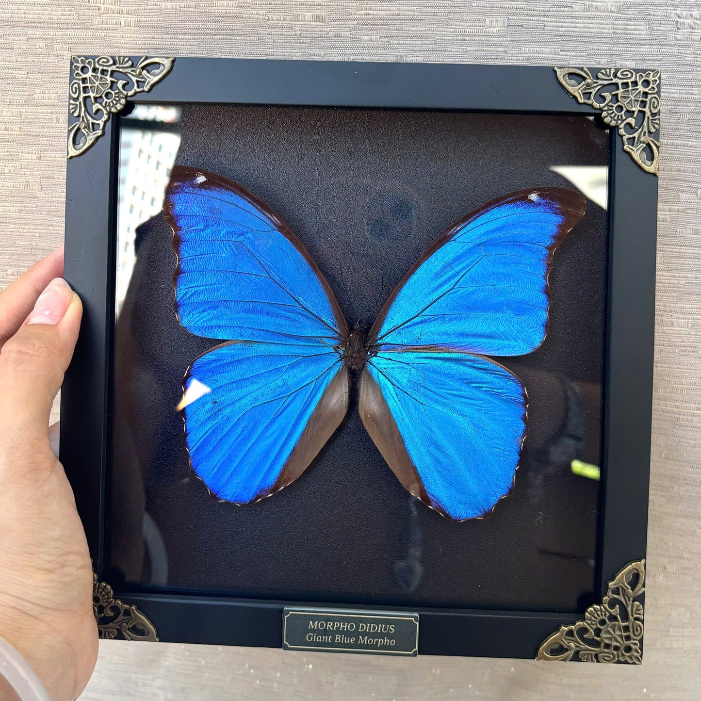 Real Morpho Didius Butterfly Framed Taxidermy, Blue Butterfly Wall Art, Insect Shadow Box Decor K19-22-DE