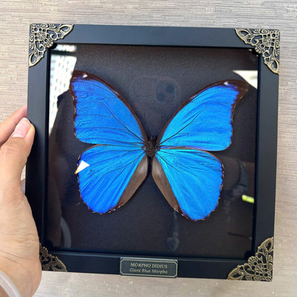 Real Morpho Didius Butterfly Framed Taxidermy, Blue Butterfly Wall Art, Insect Shadow Box Decor K19-22-DE