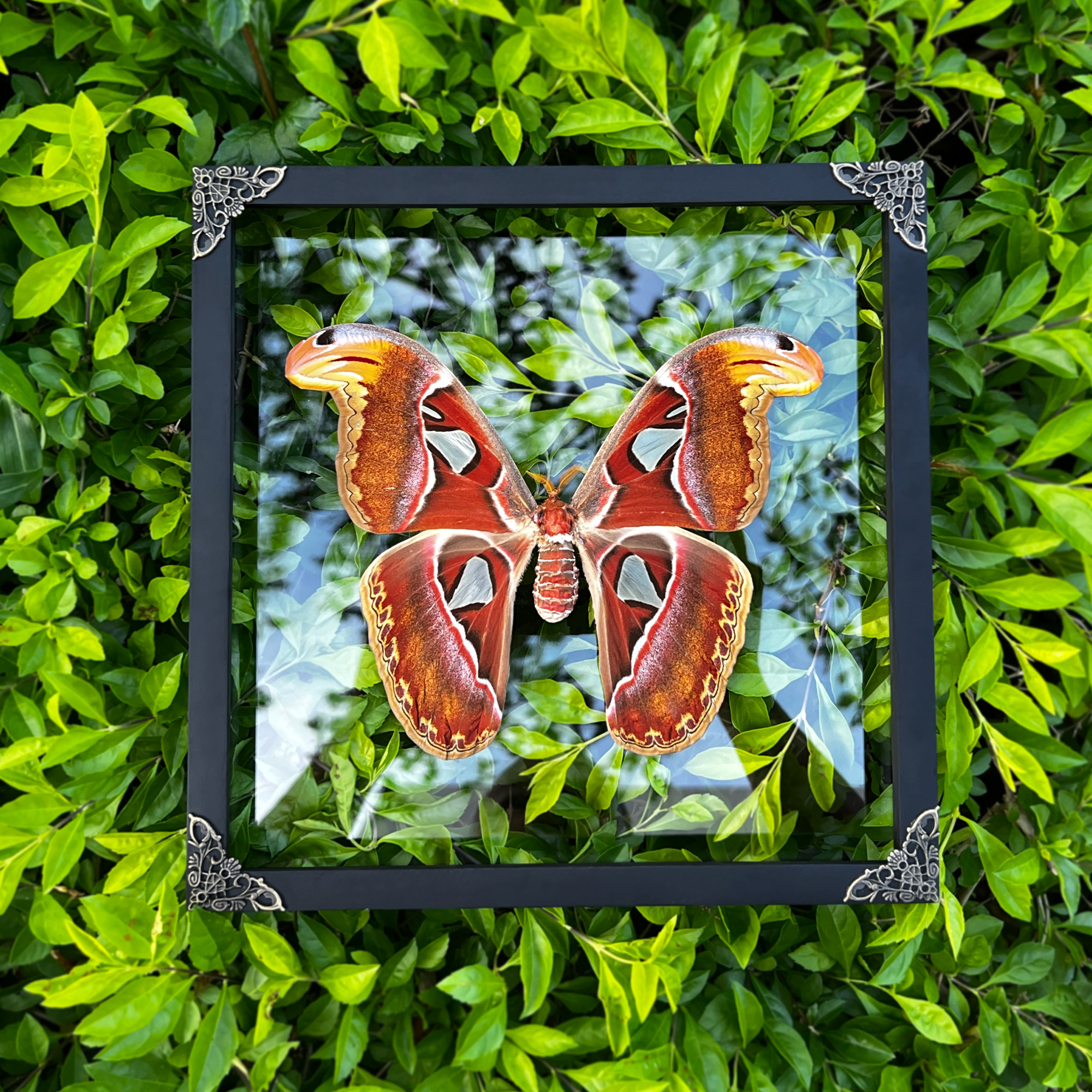 Real Atlas Moth Butterfly Framed Dead Insect Gothic Vintage Victorian Wall Hanging Decor Home K26-35-KINH
