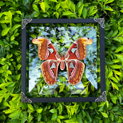 Real Atlas Moth Attacus Atlas Framed, Preserved Insect Bug, Oddity Wall Decor, Birthday Gift