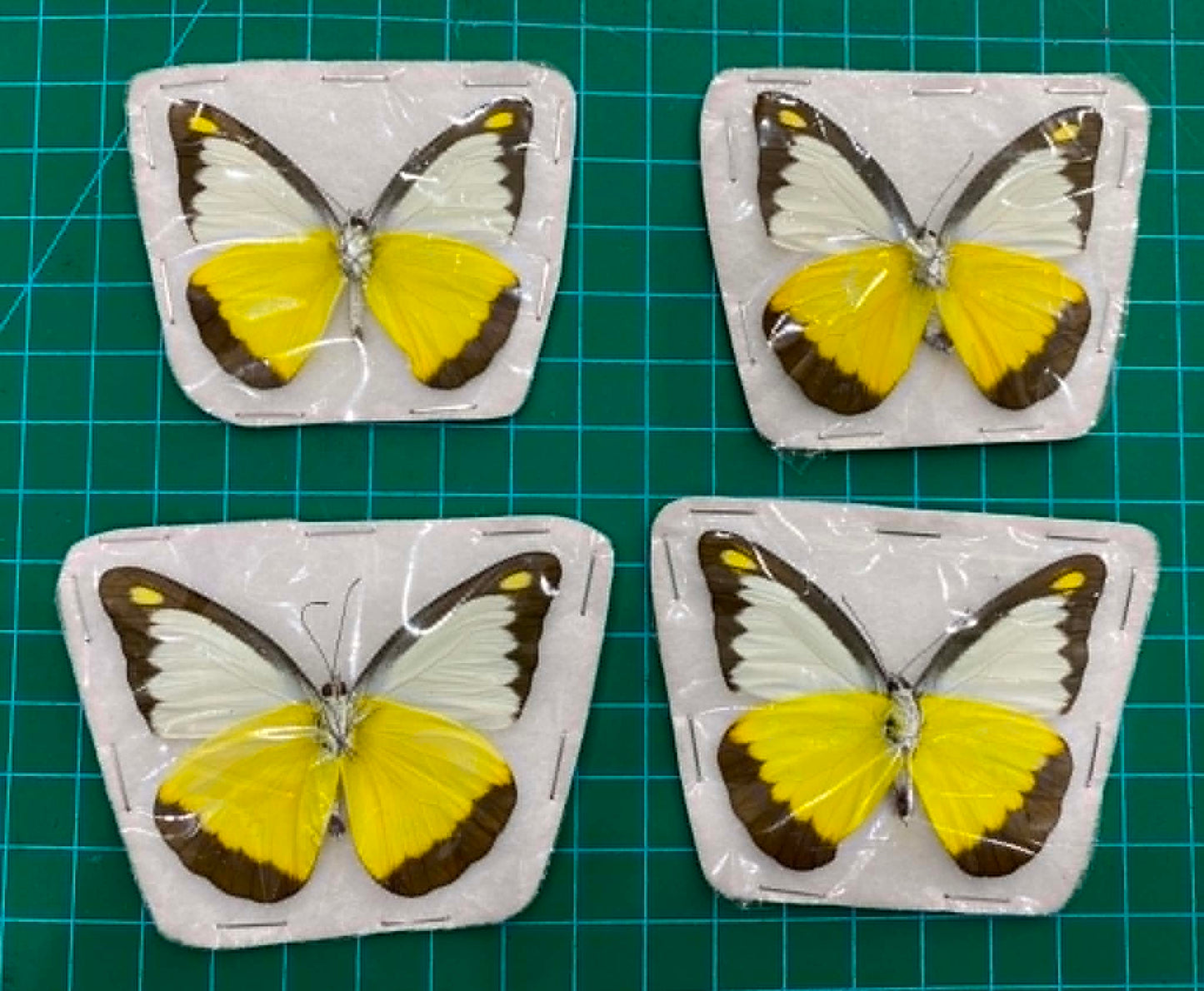Real Yellow Butterfly Taxidermy, Chocolate Albatross, 4pcs Dried Specimen Spread Wings, Real Insect Entomology Display