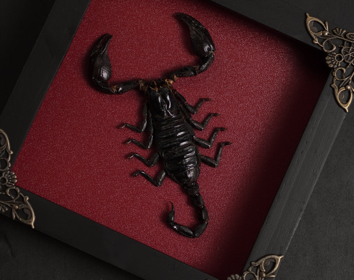 Scorpion Real Wooden Framed Dried Insect Bug K14-51-TR