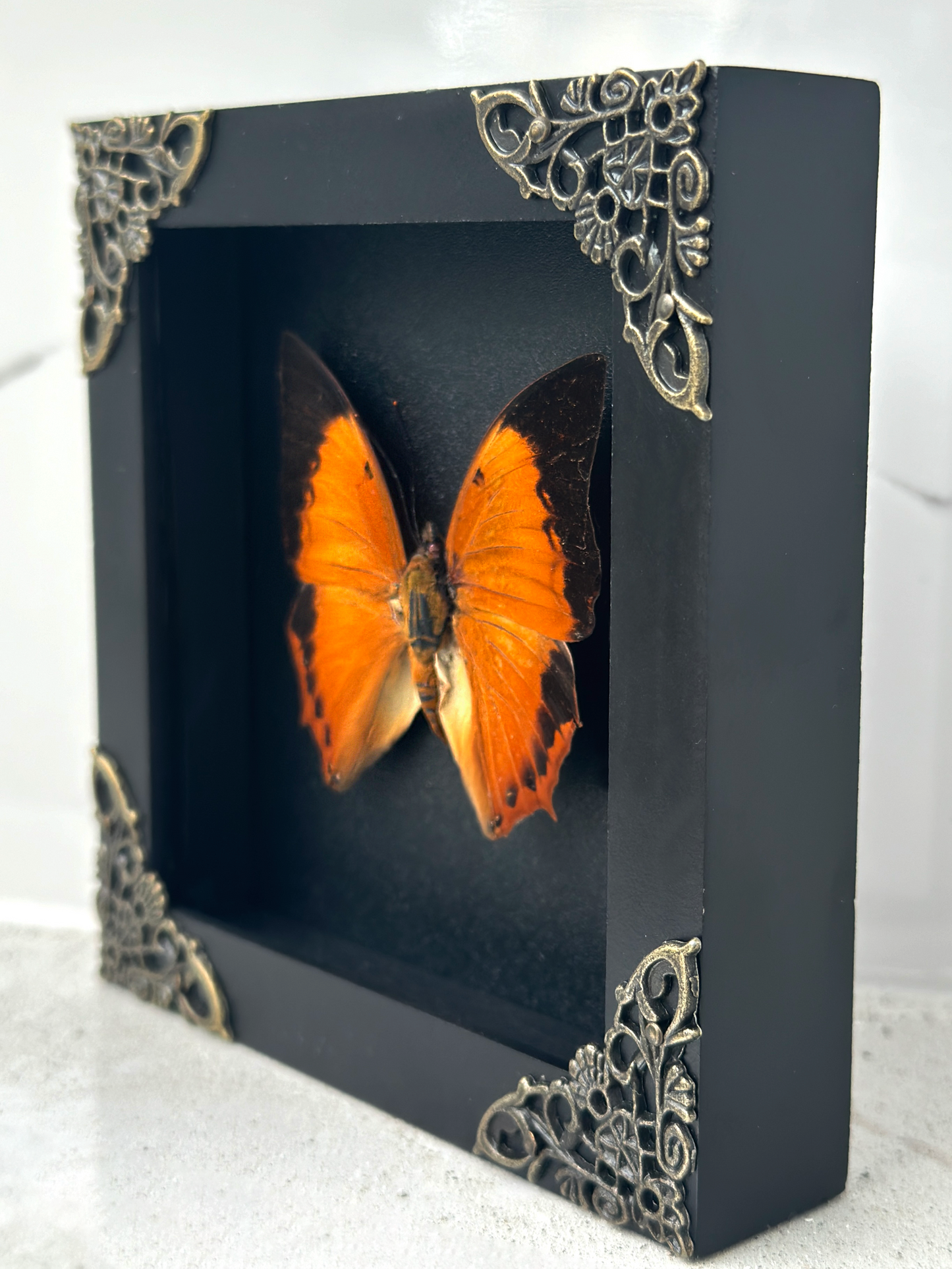 Real Charaxes bernardus Tawny Rajah Butterfly Shadow Box Preserved Butterfly Framed Insect Collection Home Decor
