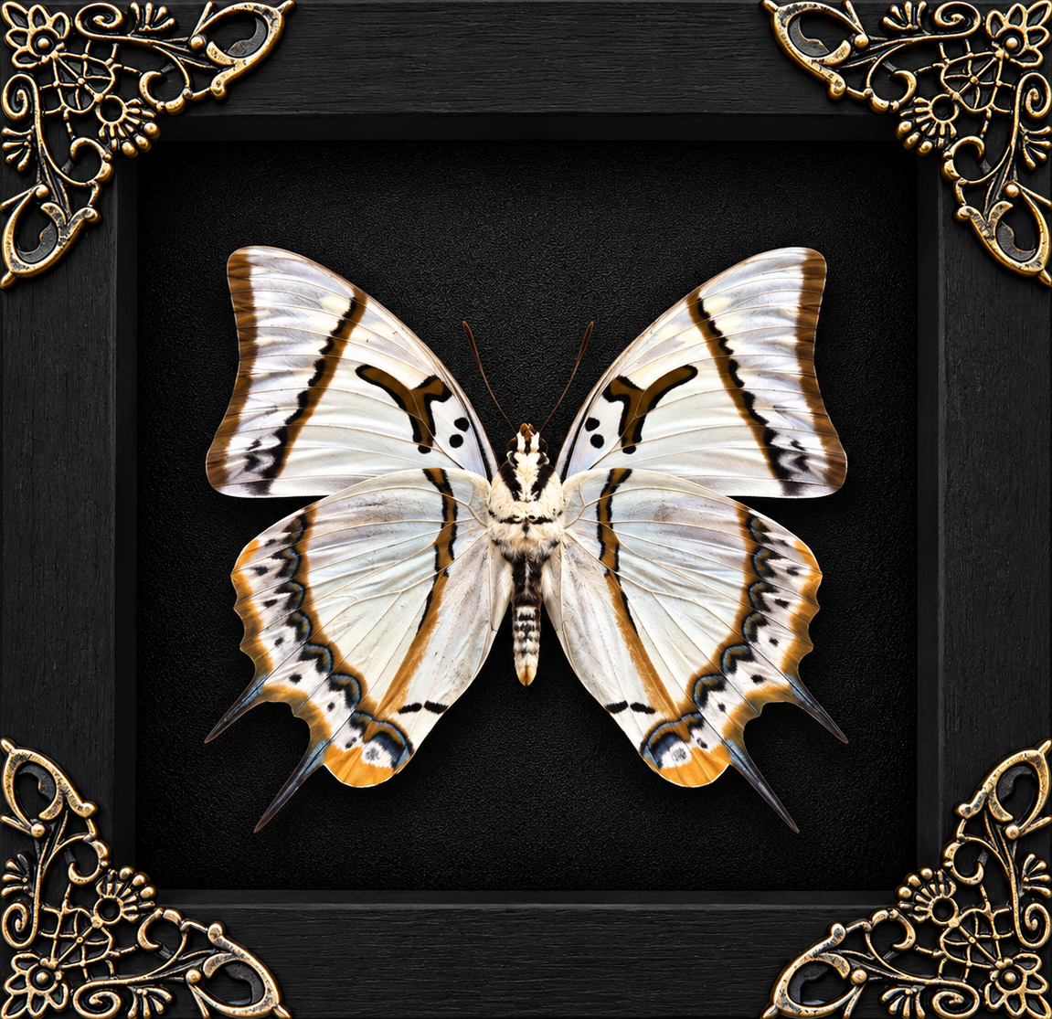 Great Nawab Butterfly Polyura Eudamippus Frame