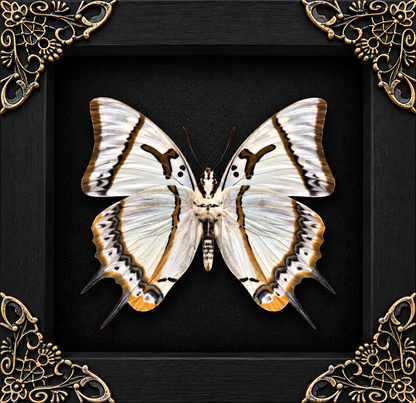 Great Nawab Butterfly Polyura Eudamippus Frame
